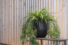 Load image into Gallery viewer, Mini Orb Pot, Black Washed