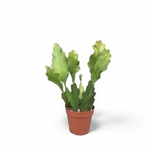 Load image into Gallery viewer, Epiphyllum Beaver Tail 6" HB