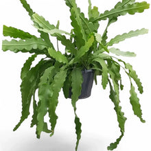 Load image into Gallery viewer, Epiphyllum Beaver Tail 6" HB