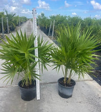 Load image into Gallery viewer, Thatch Palm CP