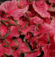Load image into Gallery viewer, Caladium Strap Leaf 4.5"
