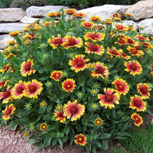 Load image into Gallery viewer, Gaillardia Arizona 1G/6"