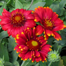 Load image into Gallery viewer, Gaillardia Arizona 1G/6"