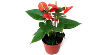 Load image into Gallery viewer, Anthurium 6"