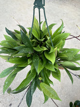 Load image into Gallery viewer, Hoya Pubicalyx 8" HB