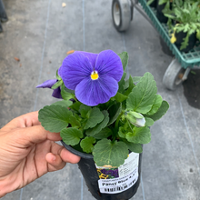 Load image into Gallery viewer, Pansy Color 4.5"