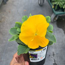 Load image into Gallery viewer, Pansy Color 4.5"