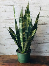 Load image into Gallery viewer, Sansevieria Black Coral