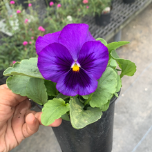 Load image into Gallery viewer, Pansy Color 4.5"