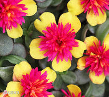 Load image into Gallery viewer, Portulaca Seaglass 6"/1G