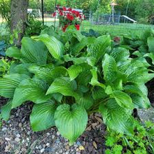 Load image into Gallery viewer, Hosta 8"/2G