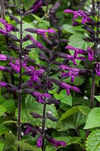 Load image into Gallery viewer, Salvia Rockin' PW 6"