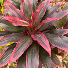 Cordyline Red Hawaiian Compacta 6"