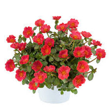 Load image into Gallery viewer, Purslane Pazzaz Nano 4.5"