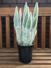 Load image into Gallery viewer, Opuntia Snow White