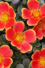 Load image into Gallery viewer, Portulaca Seaglass 6"/1G