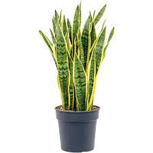 Load image into Gallery viewer, Snake Plant, Laurentii