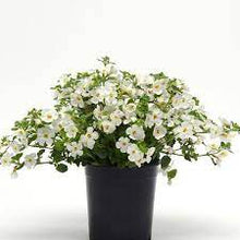 Load image into Gallery viewer, Bacopa Megacopa 6"/1G