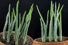 Load image into Gallery viewer, Senecio Stapeliiformis Pickle