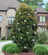 Load image into Gallery viewer, Magnolia Little Gem 15G/17"