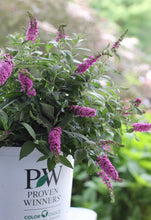Load image into Gallery viewer, Buddleia Proven Winners 2G