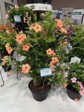 Load image into Gallery viewer, Mandevilla Trellis 3 Gallon