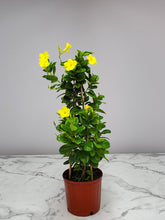 Load image into Gallery viewer, Mandevilla Trellis 3 Gallon