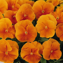 Load image into Gallery viewer, Pansy Color 4.5"