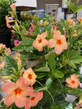 Load image into Gallery viewer, Mandevilla Trellis 1 Gallon