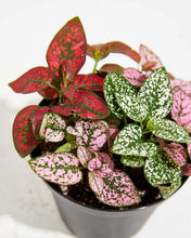 Load image into Gallery viewer, Hypoestes Polka Dot 6"