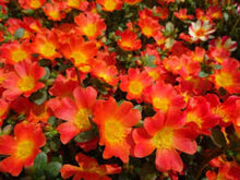 Load image into Gallery viewer, Purslane Pazzaz Nano 4.5"