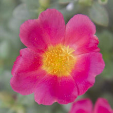 Load image into Gallery viewer, Purslane Jumbo 6''/1G