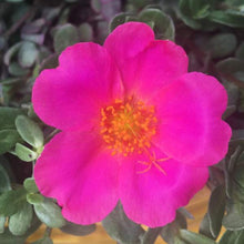 Load image into Gallery viewer, Purslane Jumbo 6''/1G