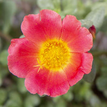 Load image into Gallery viewer, Purslane Jumbo 6''/1G