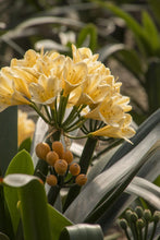 Load image into Gallery viewer, Clivia Belgian Hybrid Yellow 2G