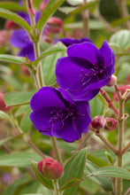 Load image into Gallery viewer, Princess Flower 5G/12" Tree