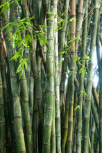 Load image into Gallery viewer, Giant Timber Bamboo 10G