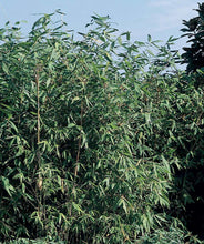 Load image into Gallery viewer, Giant Timber Bamboo 10G