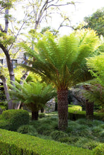 Load image into Gallery viewer, Tasmanian Tree Fern 5G