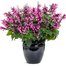 Load image into Gallery viewer, Salvia Unplugged 6"/1G