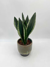 Load image into Gallery viewer, Sansevieria Silver Flame