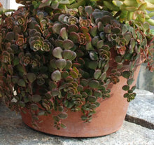 Load image into Gallery viewer, Sedum Chinese 6"