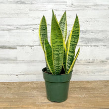 Load image into Gallery viewer, Sansevieria Laurentii 6"