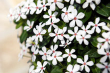 Load image into Gallery viewer, Soiree Kawaii 6"1G