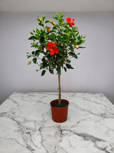 Load image into Gallery viewer, Hibiscus Standard Tree 3G/10"