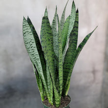 Load image into Gallery viewer, Snake Plant, Zeylanica