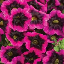 Load image into Gallery viewer, Calibrachoa Superbells 6"
