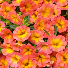 Load image into Gallery viewer, Calibrachoa Superbells 6"