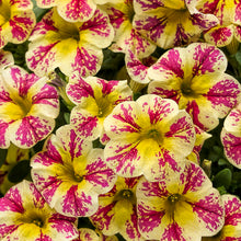 Load image into Gallery viewer, Calibrachoa Superbells 6"