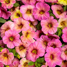 Load image into Gallery viewer, Calibrachoa Superbells 6"
